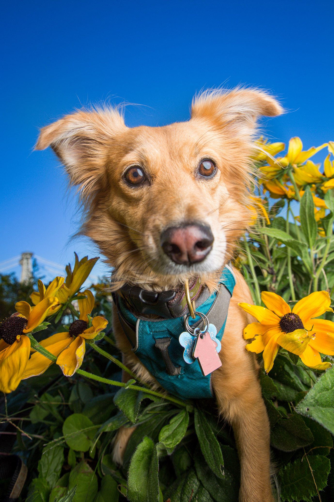 pet photography new york