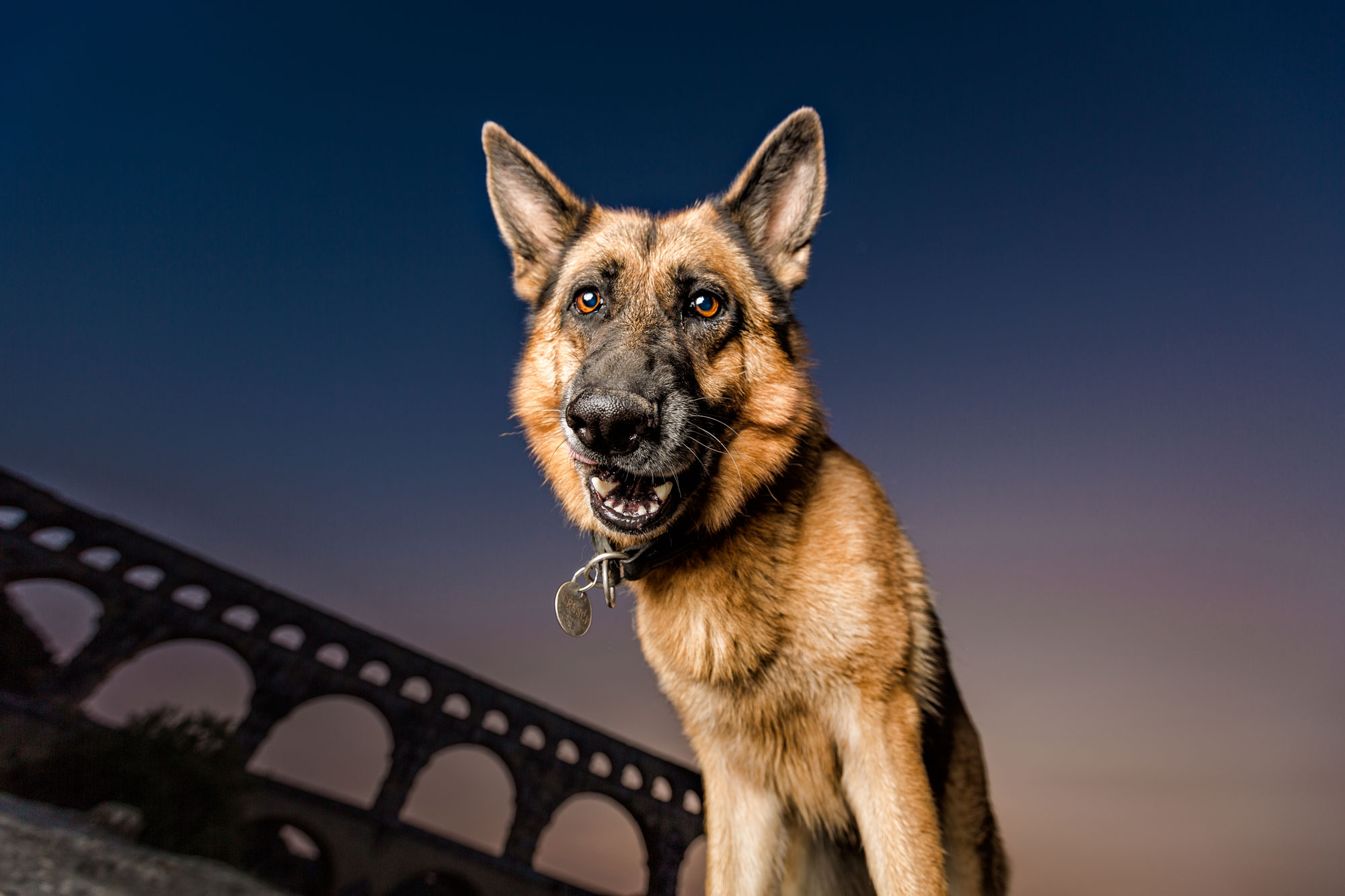 NJ Dog Photographer Leslie Leda