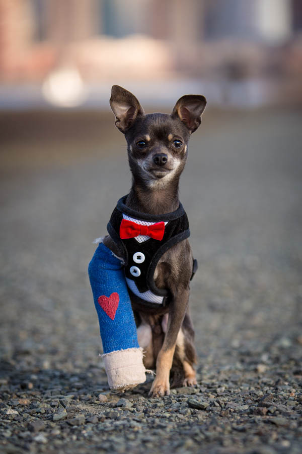 Rescue Dog Photography NYC