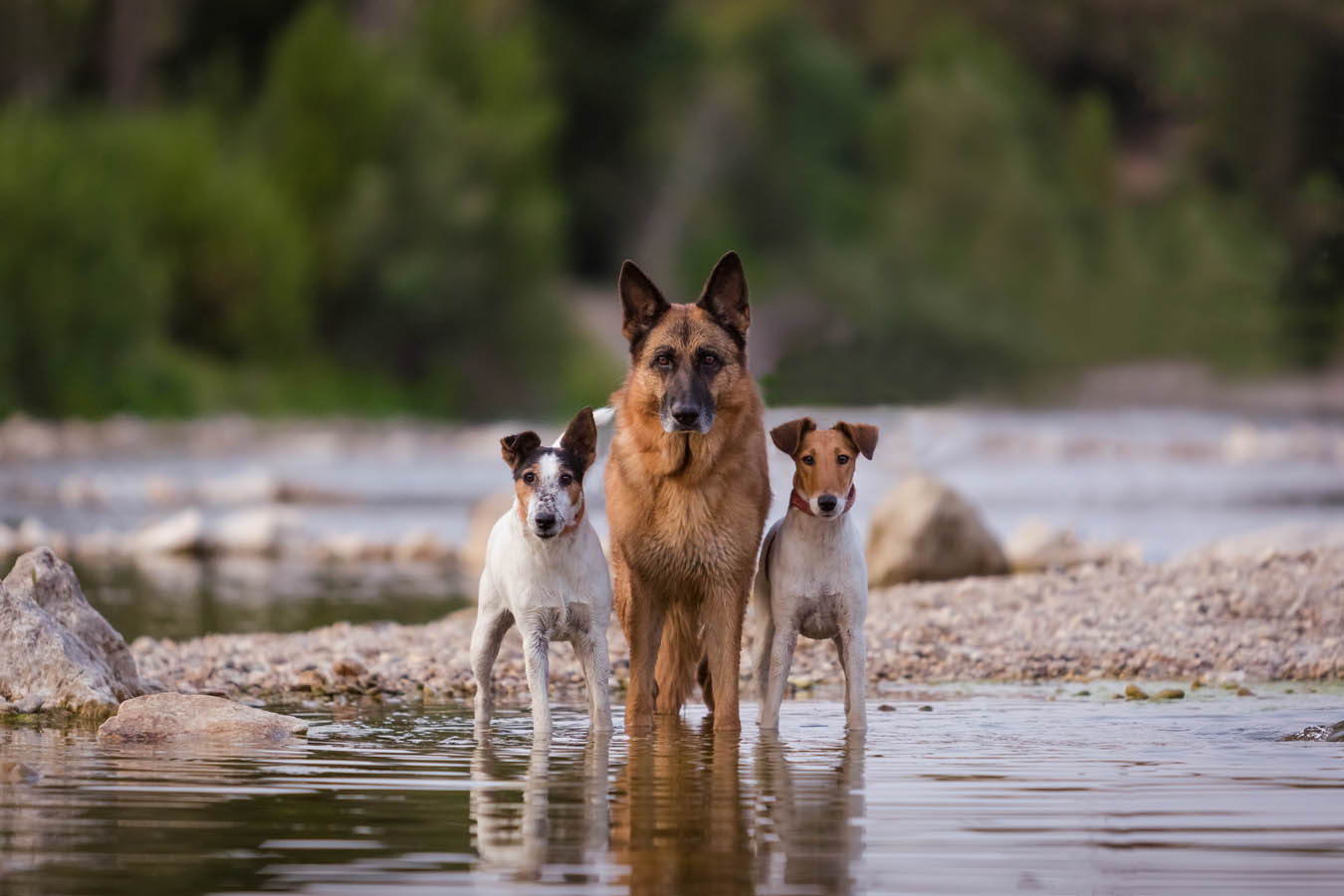 NYC and NJ Pet Photographer