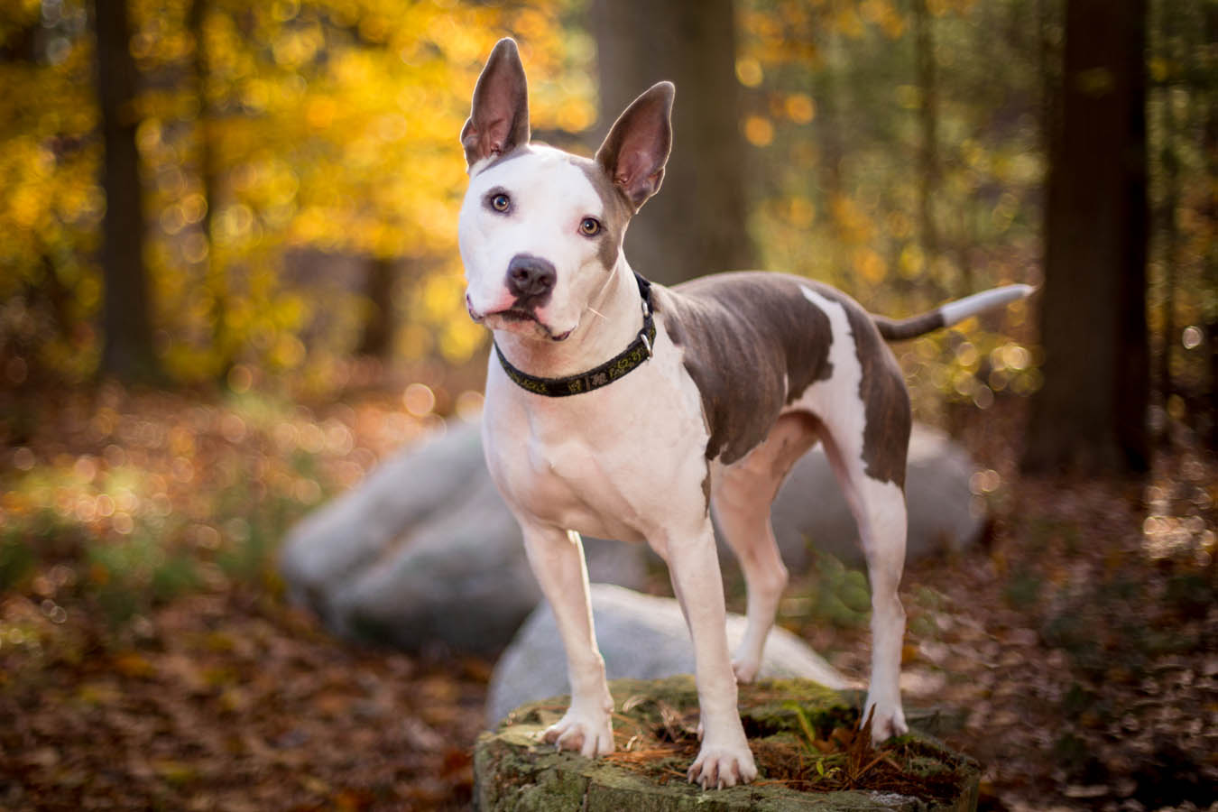 NYC Dog Photographer