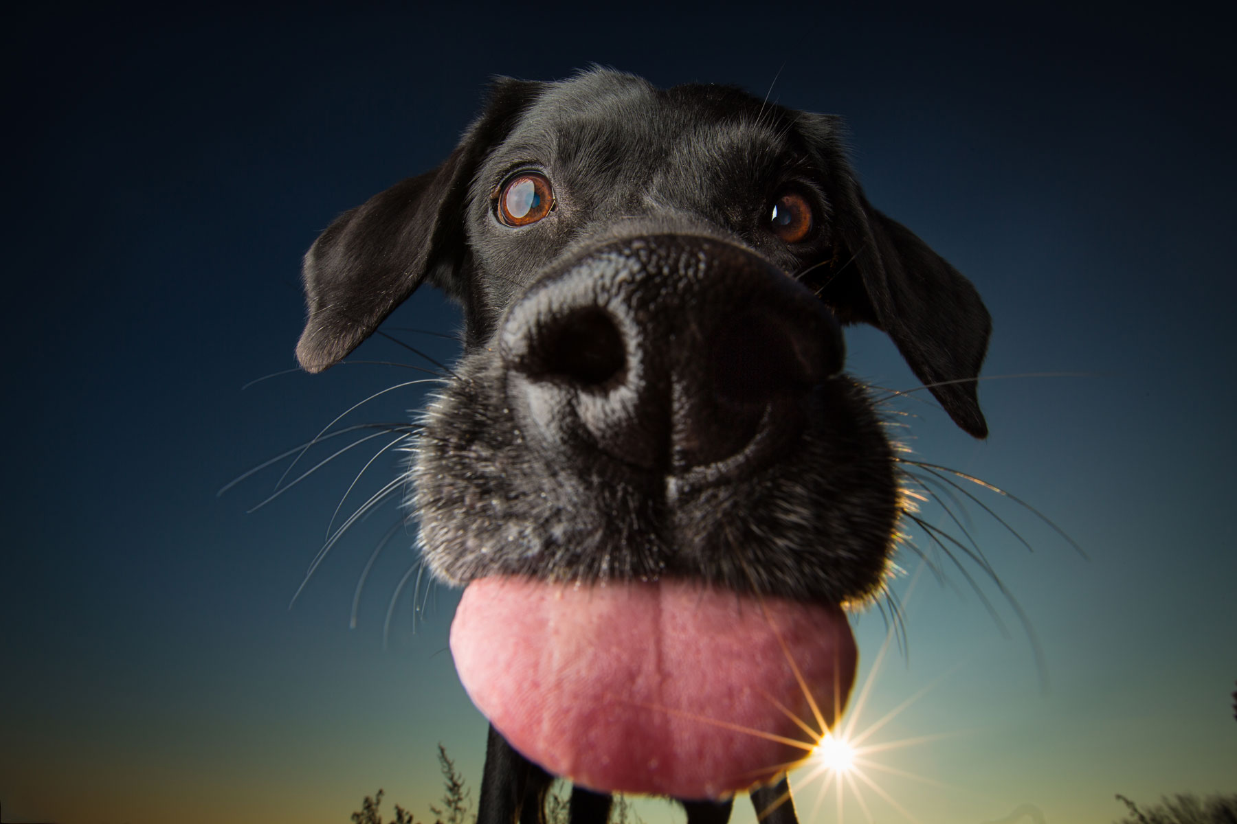 NYC dog photographer Leslie Leda