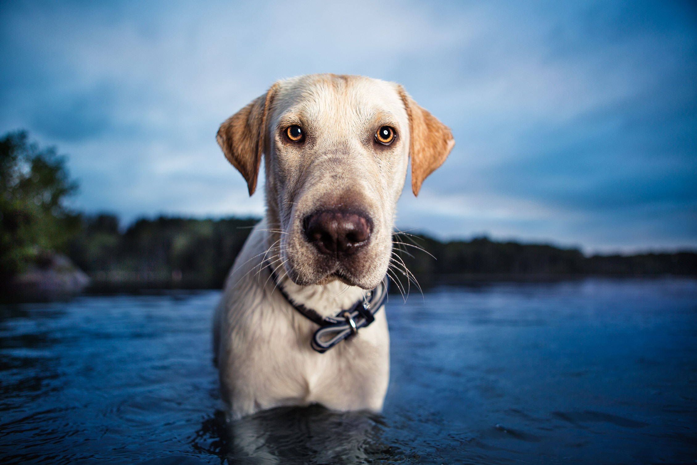 NYC dog photography by Leslie Leda