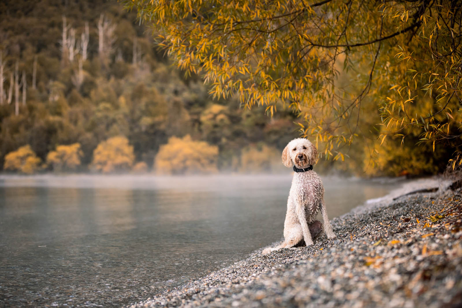 NYC Dog Photography