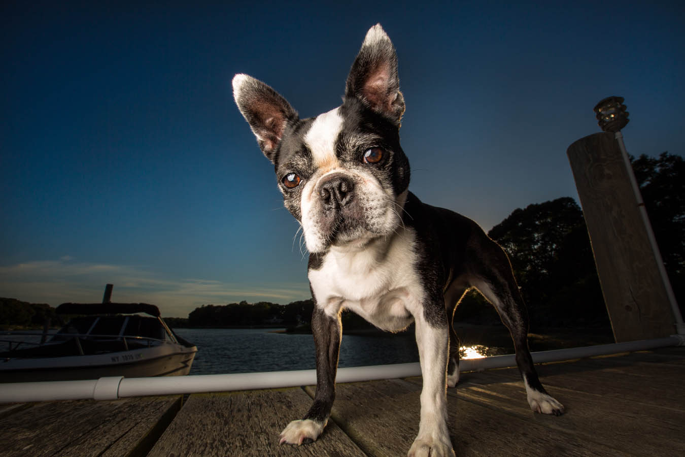 New York Dog Photographer