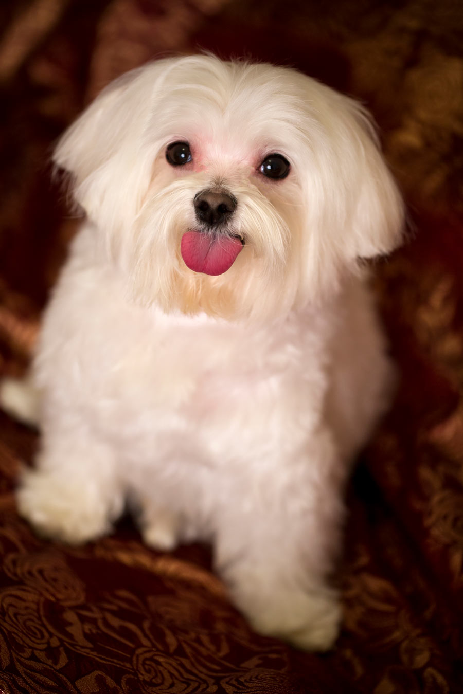 Junior Leslie's Dog - Pet photographer in new york